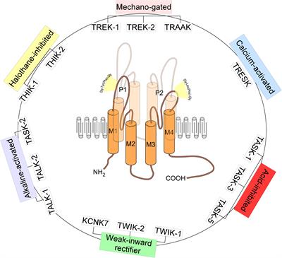 Role of TREK-1 in Health and Disease, Focus on the Central Nervous System